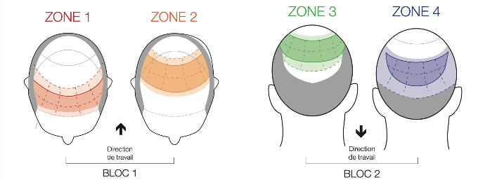 descriptif des zones du cuir chevelu